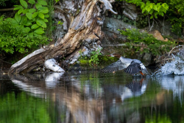 common merganser (North American) 