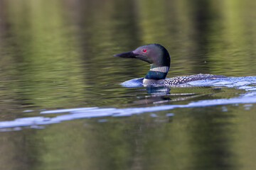 common loon or great northern diver (Gavia immer) 