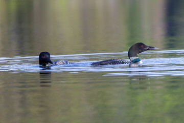 common loon or great northern diver (Gavia immer) 
