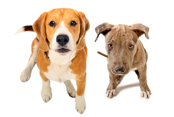 Beagle dog and pit bull puppy sitting together, top view, isolated on white background