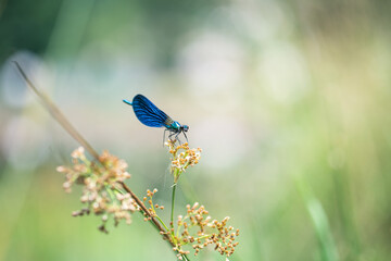 blue dragonfly banded demoiselle damselfly calopteryx splendens