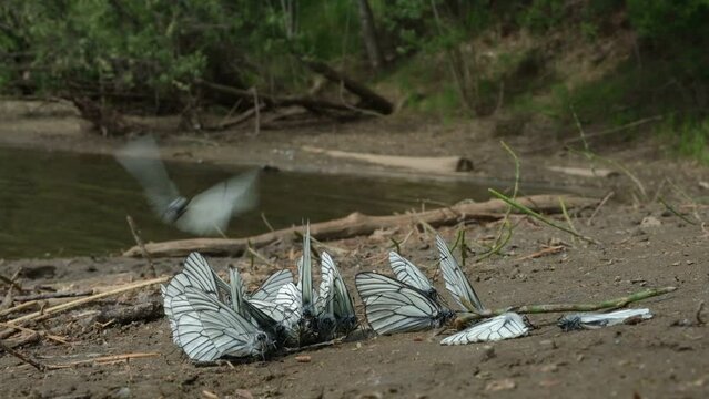 Black-veined White, Aporia crataegi, Pieridae, butterfly, insect.