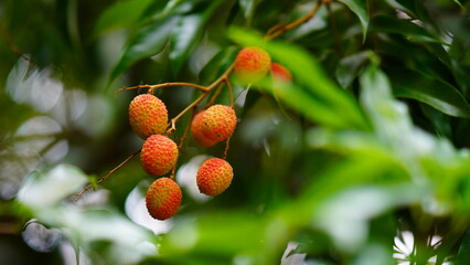 red and sweet lychee on tree