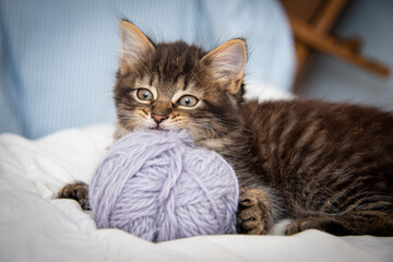 cute tabby  kitten playing in a bed