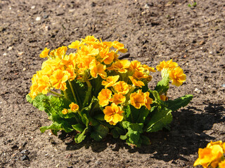 Blurred blossom spring orange Primrose ,primula vulgaris