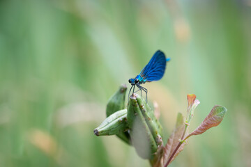 blue dragonfly banded demoiselle damselfly calopteryx splendens