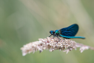 blue dragonfly banded demoiselle damselfly calopteryx splendens