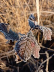 nature, flowers, plants, sky, landscape, flora