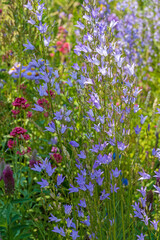 Fototapeta premium Wildblumenwiese