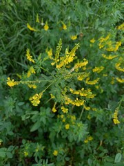 nature, flowers, plants, sky, landscape, flora