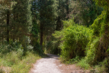 Fototapeta na wymiar Trails at Nahal Hashofet at Ramot Menashe Forest part of the Carmel mountain range in Israel 