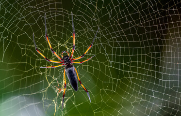 Spider on the webTropical Background Sun Light Holiday Travel Design Space Palm Trees Branches Landscape Indonesia Seychelles Philippines Travel Island Relax Sea Ocean Rain Cloud