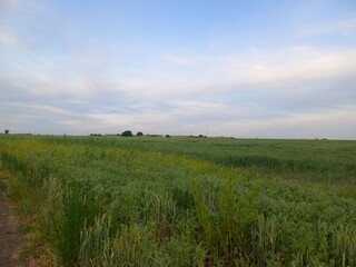 nature, flowers, plants, sky, landscape, flora