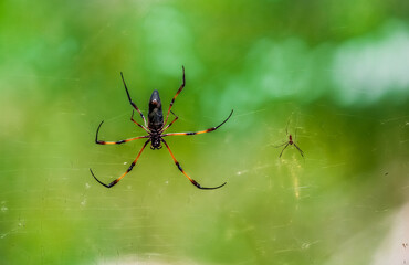 Spider on the webTropical Background Sun Light Holiday Travel Design Space Palm Trees Branches Landscape Indonesia Seychelles Philippines Travel Island Relax Sea Ocean Rain Cloud