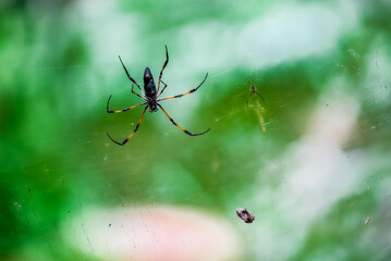 Spider on the webTropical Background Sun Light Holiday Travel Design Space Palm Trees Branches Landscape Indonesia Seychelles Philippines Travel Island Relax Sea Ocean Rain Cloud