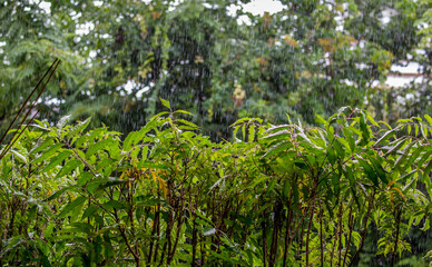 Fototapeta na wymiar Tropical rain, season of precipitation. Rain on the background of defocused palm leaves.