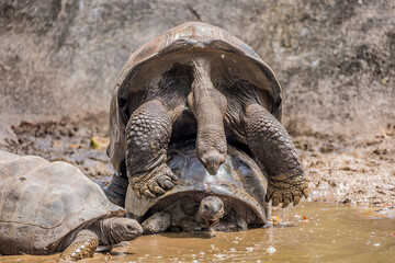Gigantic Turtles in Seychelles, Rare Endemic Species, Giant Turtle, Aldabra Island,...