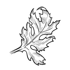 Hand drawn chrysanthemum leaf. Vector illustration isolated on white background.