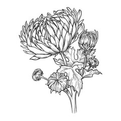 Hand drawn chrysanthemum with leaves and buds. Vector illustration isolated on white background.