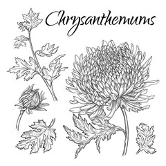 Set of hand drawn chrysanthemums with leaves and buds. Vector illustration isolated on white background.
