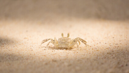A crab on the beach is running on the white sand. Exotic animals in the resorts of tropical islands. The concept of a beach holiday in the tropics.