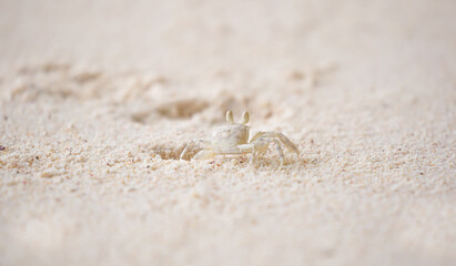 A crab on the beach is running on the white sand. Exotic animals in the resorts of tropical islands. The concept of a beach holiday in the tropics.