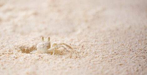 Fototapeta na wymiar A crab on the beach is running on the white sand. Exotic animals in the resorts of tropical islands. The concept of a beach holiday in the tropics.