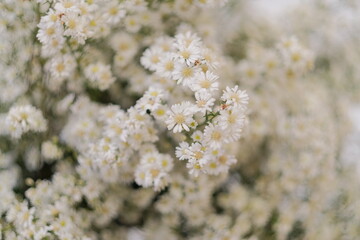 Flowers in the garden