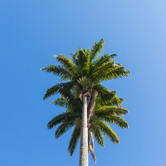 Obraz na płótnie Canvas Árvore coqueiro verde com céu azul