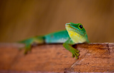Lizard on Palm Leaves Tropical Background Sun Light Holiday Travel Design Space Palm Trees Branches Landscape Indonesia Seychelles Philippines Travel Island Relax Sea Ocean. green felzuma