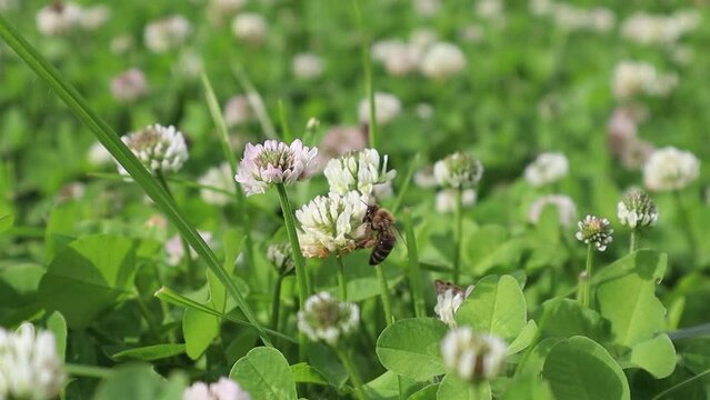 White clover blooms in the meadow. Bees collect pollen from white flowers. High quality Full HD footage