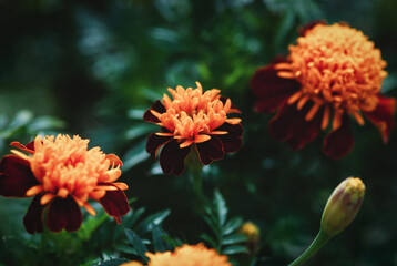 Tiger Eyes Marigold is French marigold with double blooms of deep red and orange colors