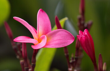 Exotic Tropical Flower White Resort, Travel Vacations Luxury Freshness Maldives Thailand, Indonesia Bora Bora Sri Lanka Bali Dominican Republic as background Jamaica Cuba Hawaii Egypt