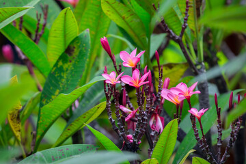 Obraz premium Exotic Tropical Flower White Resort, Travel Vacations Luxury Freshness Maldives Thailand, Indonesia Bora Bora Sri Lanka Bali Dominican Republic as background Jamaica Cuba Hawaii Egypt