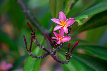 Exotic Tropical Flower White Resort, Travel Vacations Luxury Freshness Maldives Thailand, Indonesia Bora Bora Sri Lanka Bali Dominican Republic as background Jamaica Cuba Hawaii Egypt