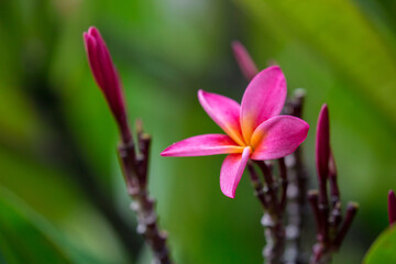 Exotic Tropical Flower White Resort, Travel Vacations Luxury Freshness Maldives Thailand, Indonesia Bora Bora Sri Lanka Bali Dominican Republic as background Jamaica Cuba Hawaii Egypt