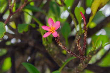 Exotic Tropical Flower White Resort, Travel Vacations Luxury Freshness Maldives Thailand, Indonesia...
