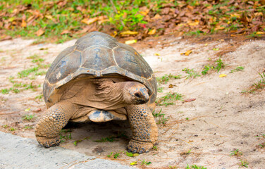Gigantic Turtles in Seychelles, Rare Endemic Species, Giant Turtle, Aldabra Island, Population, Gigantic Turtles in Seychelles, Rare Endemic Species, Giant Turtle, Aldabra Island.