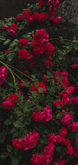 red roses in a garden