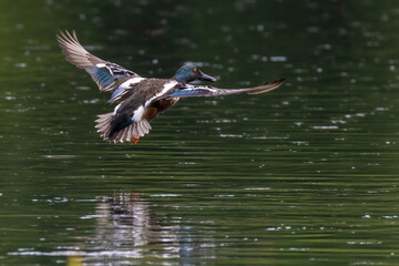 northern shoveler drake (Spatula clypeata)