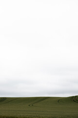 Obraz premium The beautiful Danish summer flowers