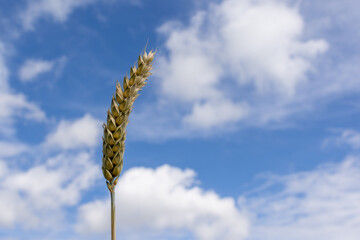 Almost ripe wheat ear against a blue sky with loose clouds