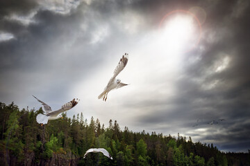 A flock of seagulls in the rays of the sun against a stormy dramatic sky.