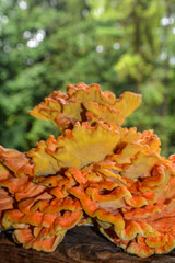 Laetiporus sulphureus Sulfur Shelf mushroom
