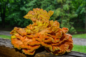 Laetiporus sulphureus Sulfur Shelf mushroom