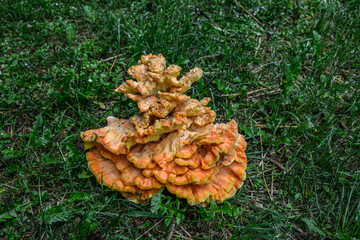 Laetiporus sulphureus Sulfur Shelf mushroom