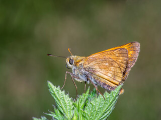 butterfly 179