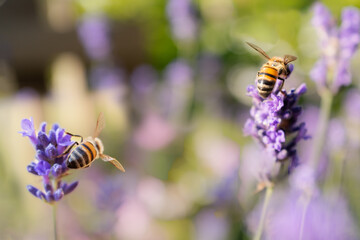 Two bees on a lavender flowers with a soft pastel colour background