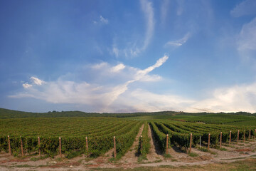 Fototapeta na wymiar Vineyard against blue sky with white clouds background, countryside view