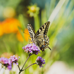 Common yellow swallowtail (Papilio machaon). Closeup front view on a purpletop vervain flower sipping its nectar